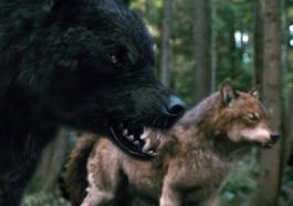 Real Wolves, Real Love: The Untold Story Behind Jacob’s Transformation